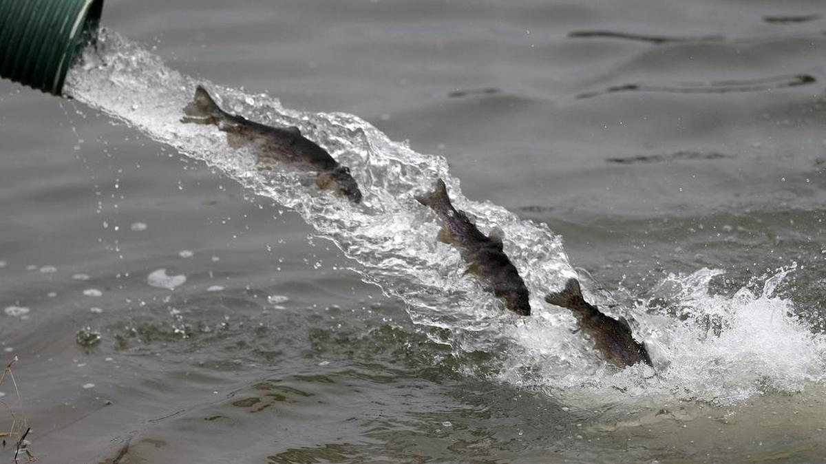 The Texas Parks & Wildlife will be stocking catfish, not trout as shown here, at the Chisholm Park pond in Hurst this month.