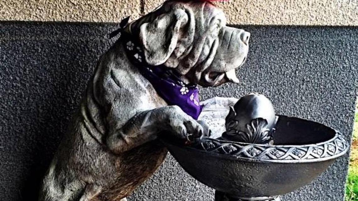 Hurst Animal Services supervisor Amanda Earl said the fountain, which stood outside the front door but no longer worked, was gone when she arrived at work at 7 a.m. Thursday.