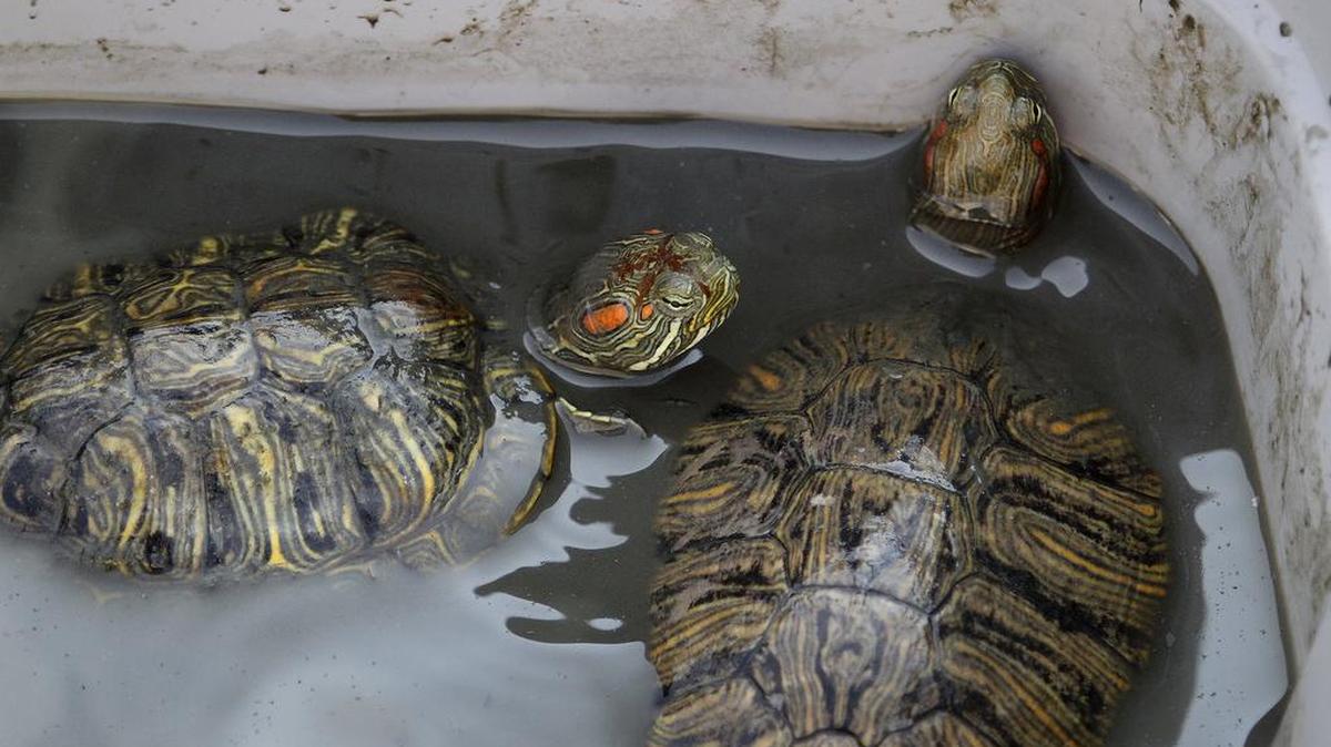 Bedford parks employees are dredging the lake at the Boys Ranch Park as part of a major overhaul. The city has relocated many turtles, fish and other animals at the lake.