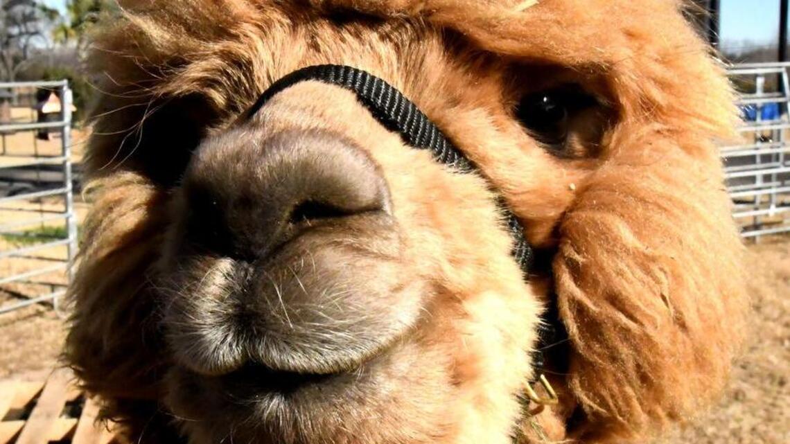 Expect adorable alpacas aplenty – and fiber artisans, too – at Fort Worth competition