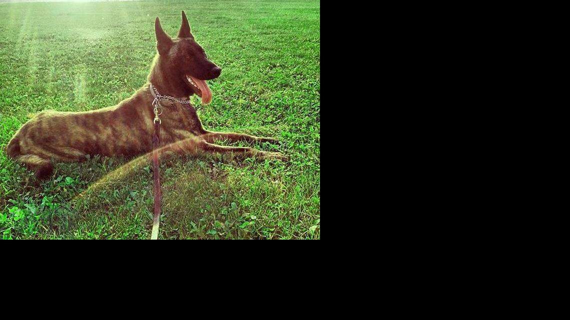 
Pepper, a K9 with the Wise County Sheriff’s Office, was killed Wednesday afternoon during a confrontation near the Wise and Montague County line. The suspect also was shot to death by deputies and Texas Department of Public Safety troopers.
