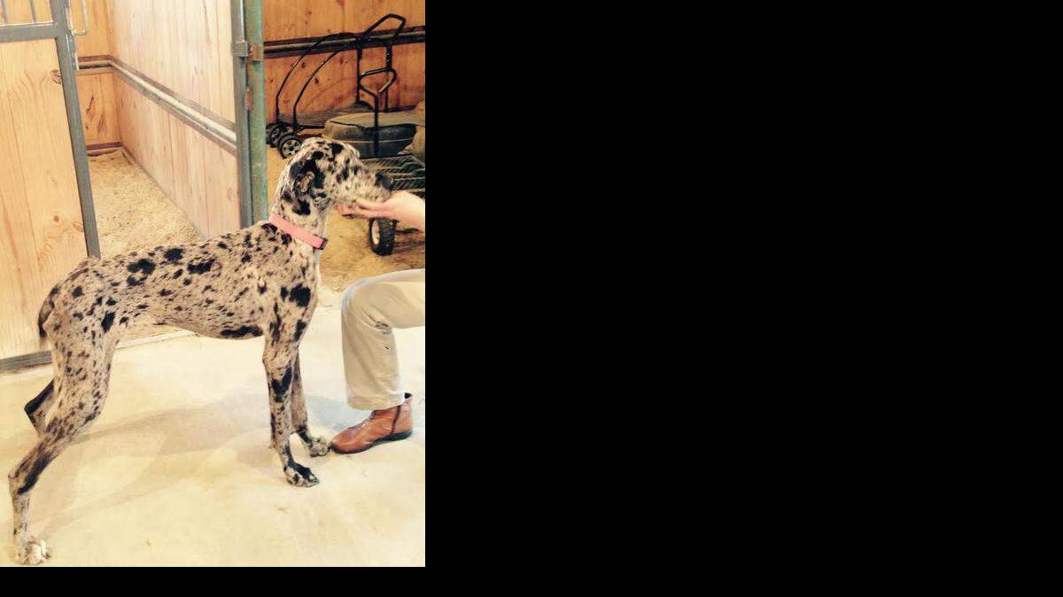 
Grace was found in Millsap last month weighing just 52 pounds. This week, she was up to almost 66 pounds. An investigation continued by Parker County deputies on how she ended up abandoned and severely malnourished.
