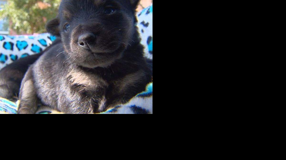 
This puppy and three others survived being thrown off a bridge in Wise County. The other five died.
