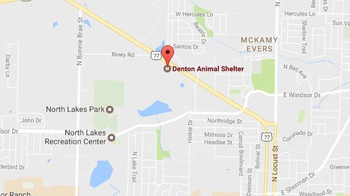 A former Denton animal shelter employee reported threw a kitten to the ground, killing it last week.