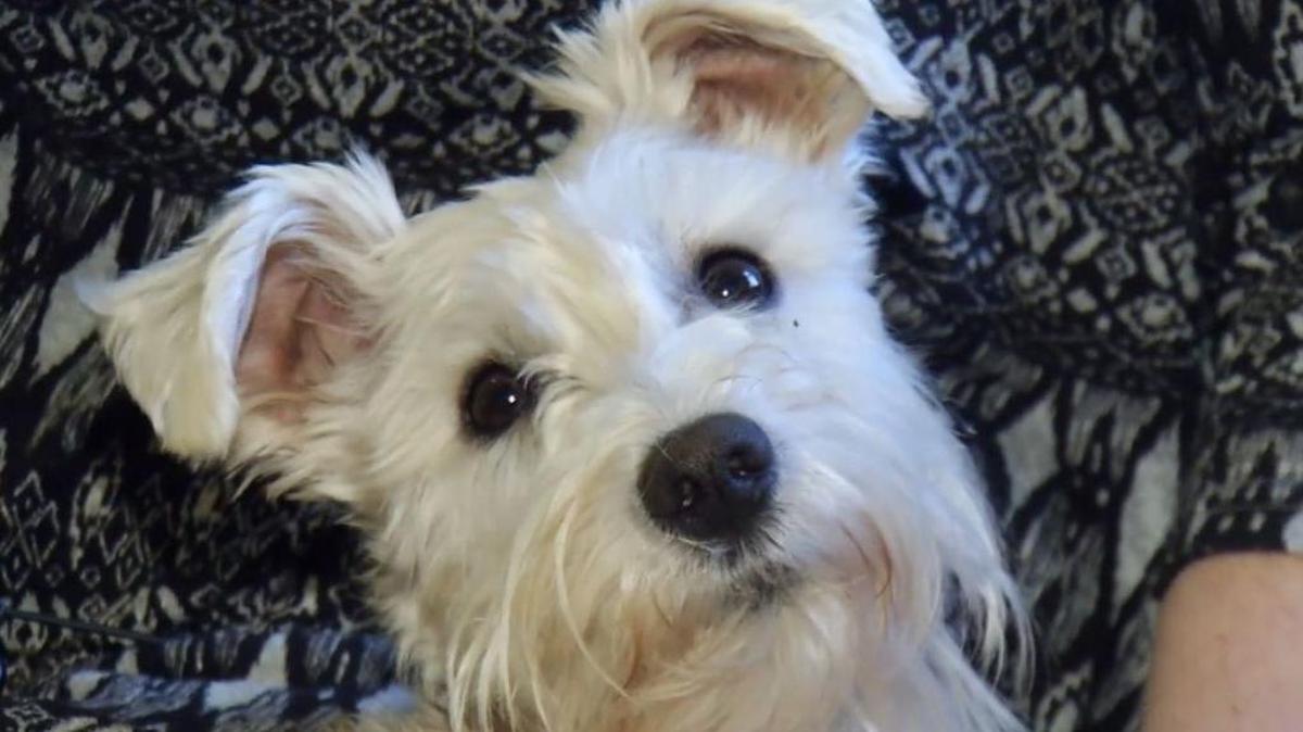 Snow White went missing from Lewisville in December.
