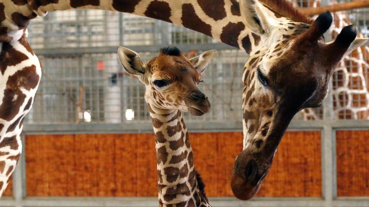 
A 4-day-old Kipenzi stands with its mother in the maternity stall at the Dallas Zoo on April 14, 2015. Kipenzi died Tuesday, July 28, 2015, after an accident in an enclosure at the zoo, officials announced.
