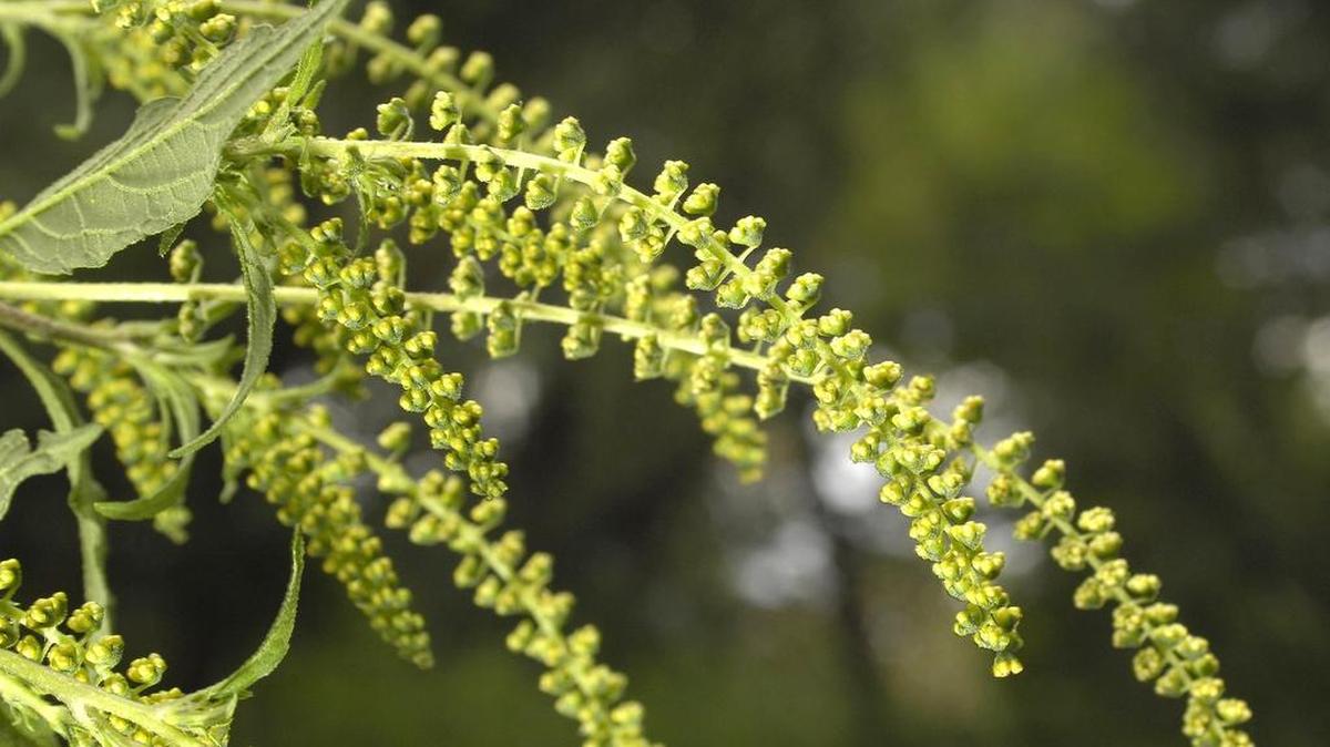 
The dreaded ragweed plant and its poweful pollen.
