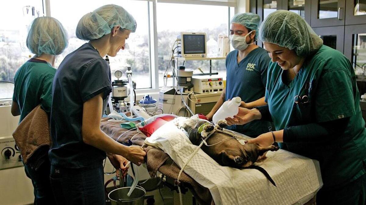 Surgeons and technicians prepare dachshund Angel for neck surgery at Fort Worth Animal Emergency Hospital this month. The hospital offers surgery specialty services like CT scanning and radiation therapy.