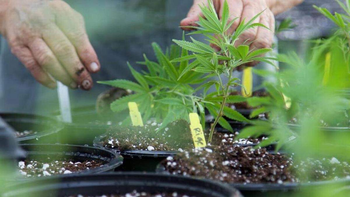 Medical Marijuana plants have been growing in Texas for months. Now the 15 doctors statewide who can prescribe the CBD oil to intractable epilepsy patients have somewhere for those patients to fill those prescriptions.