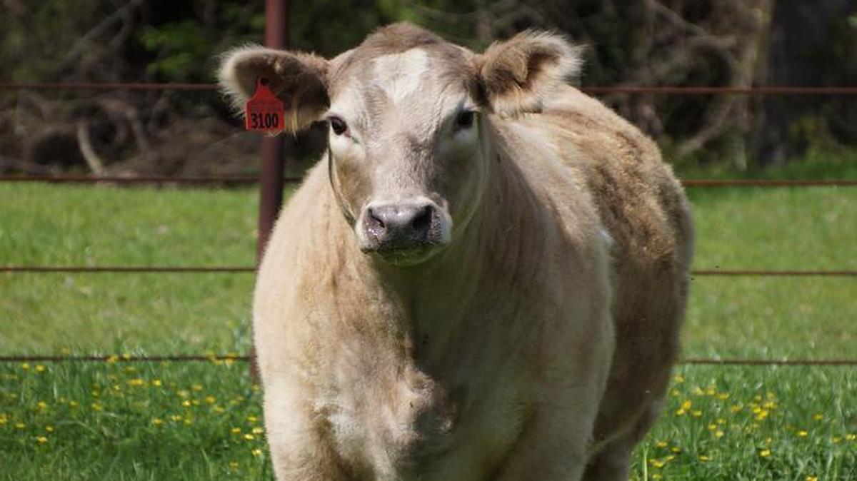 Oatmeal now lives at a ranch at an undisclosed location.