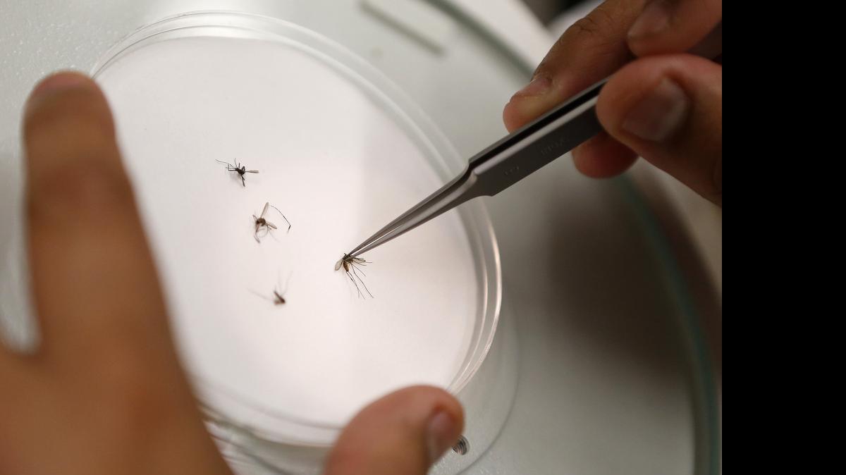
The University of North Texas Health Science Center helps the city of Fort Worth test mosquitoes for diseases. 
