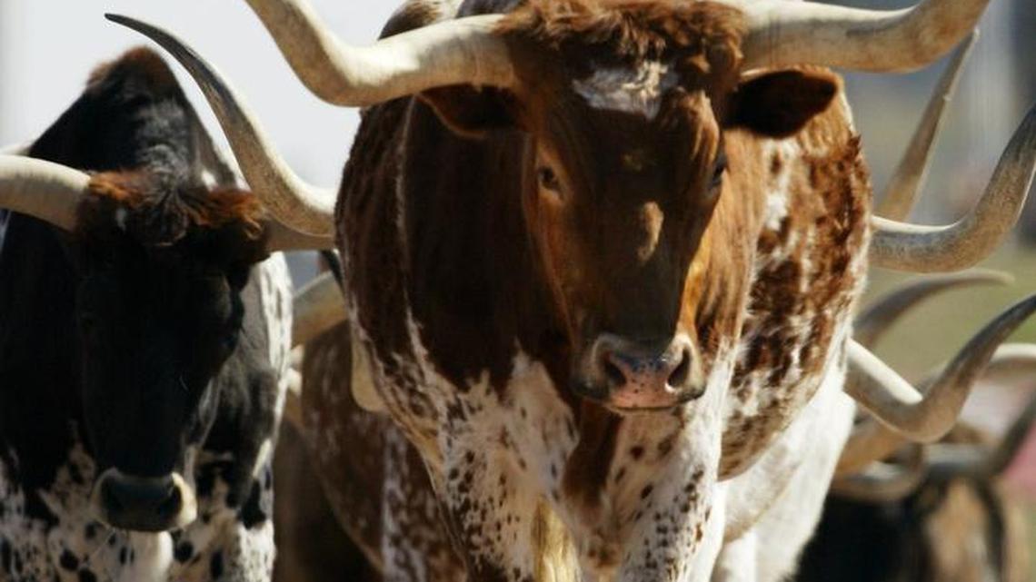 Cattle, the reason for the Stockyards in the first place, are honored every day in the “cattle drive” of the Fort Worth Herd.