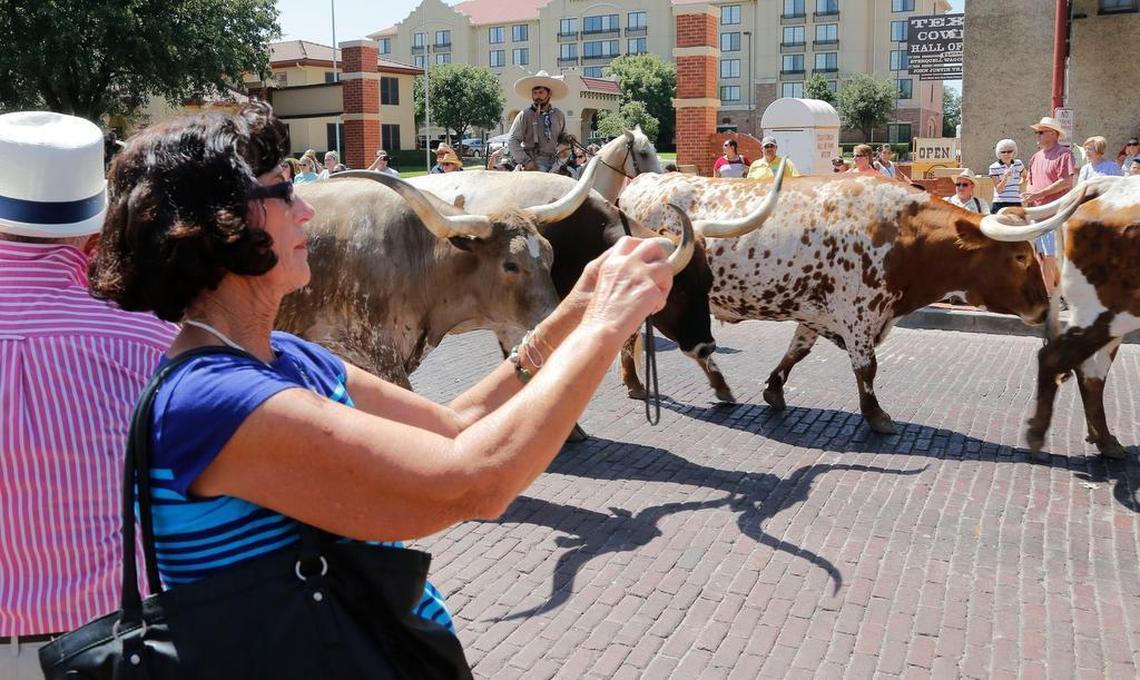 Sylvia Wilgenburg, of Escondido, California takes pictures of the Fort Worth Herd on their daily trail drive during the Day of the American Cowboy celebration at the Stockyards, Saturday, July 25, 2015.