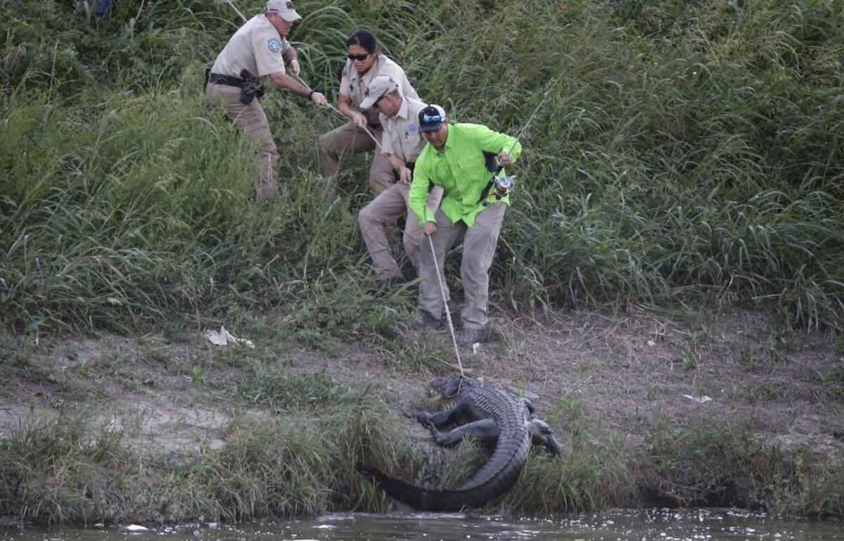 
Licensed “nuisance alligator” hunter Chris Stevens, in green shirt, and state game wardens and water district employees pull a 10-foot alligator out of the Trinity River east of downtown on Thursday, July 9, 2015.

