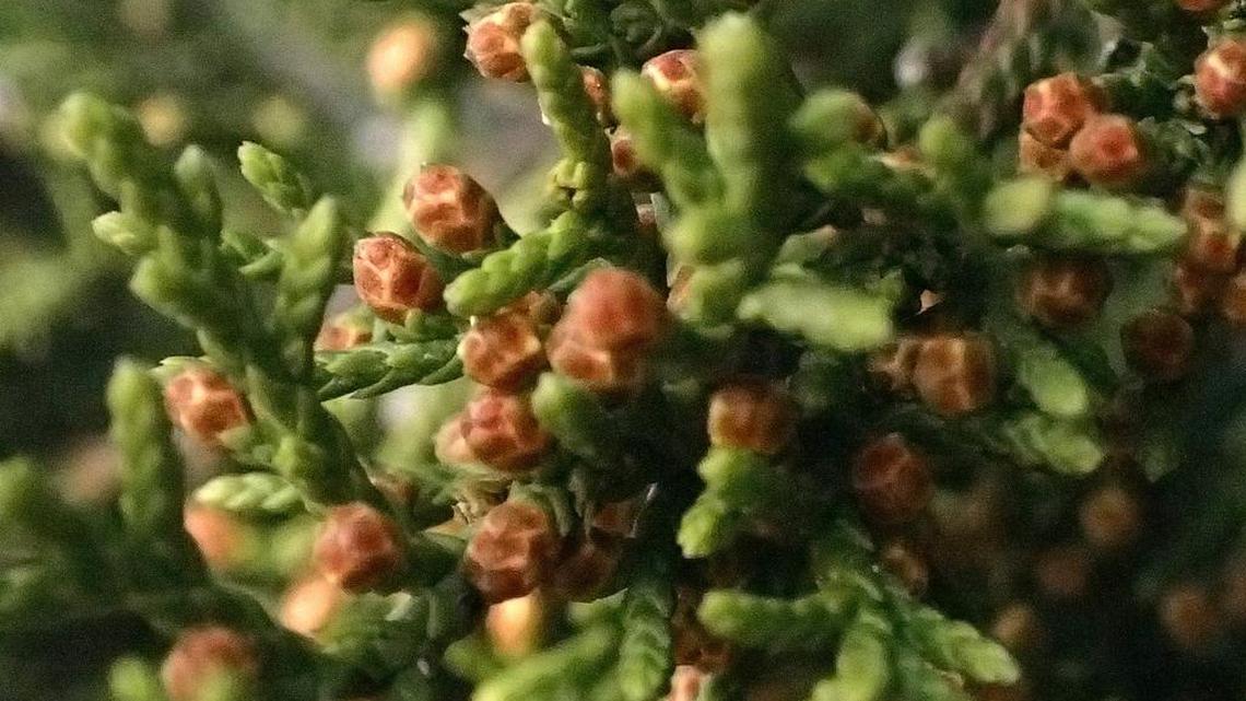 A file photo of a juniper tree in Palo Pinto County.
