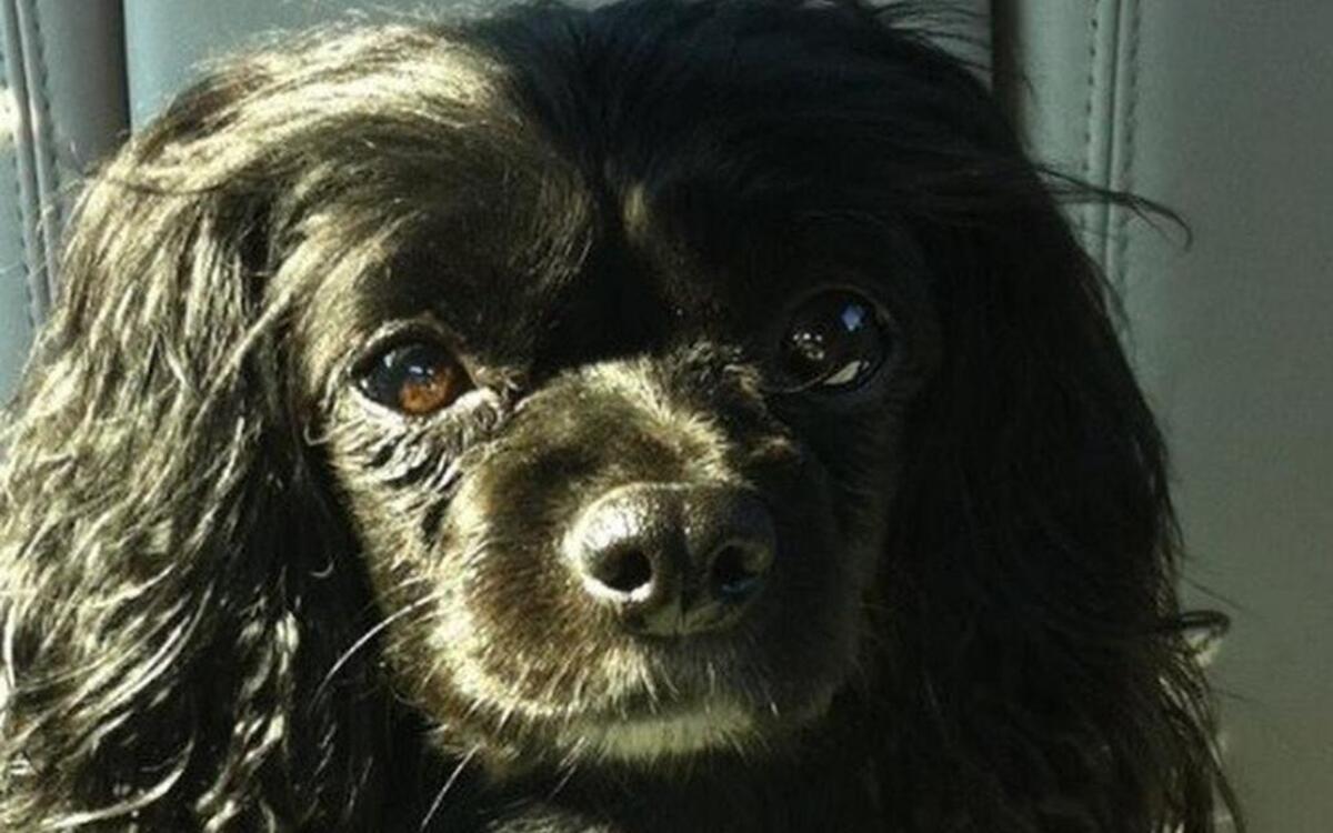 
Cookie was found dead May 11 near his home in far north Fort Worth. An 11-year-old boy beat the dog to death with a stick.
