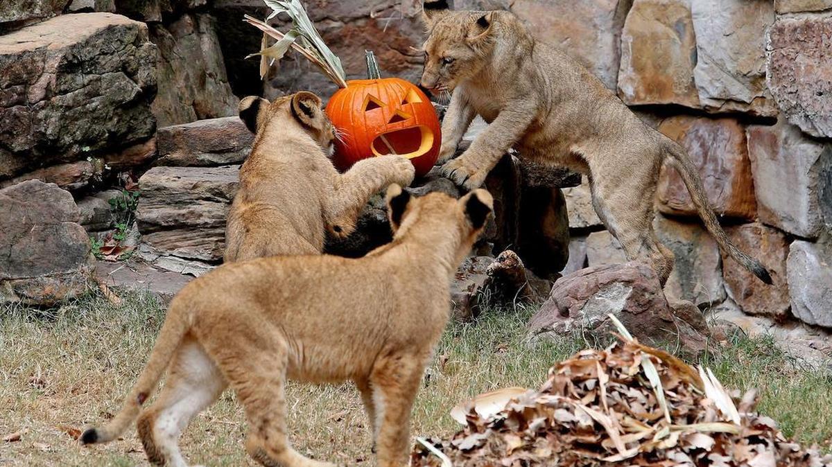 Pumpkins were on the menu Saturday morning at the Fort Worth Zoo.