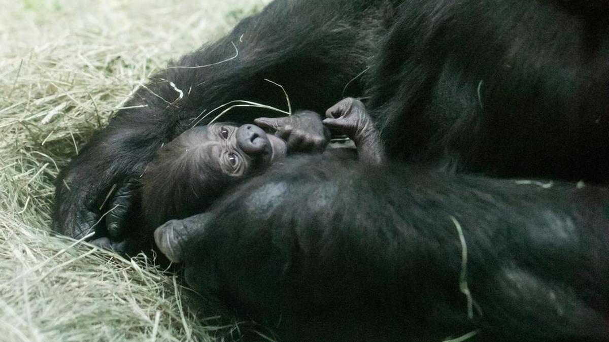 A male western lowland gorilla was born Saturday at the Fort Worth Zoo. Jeremy Enlow/Fort Worth Zoo
