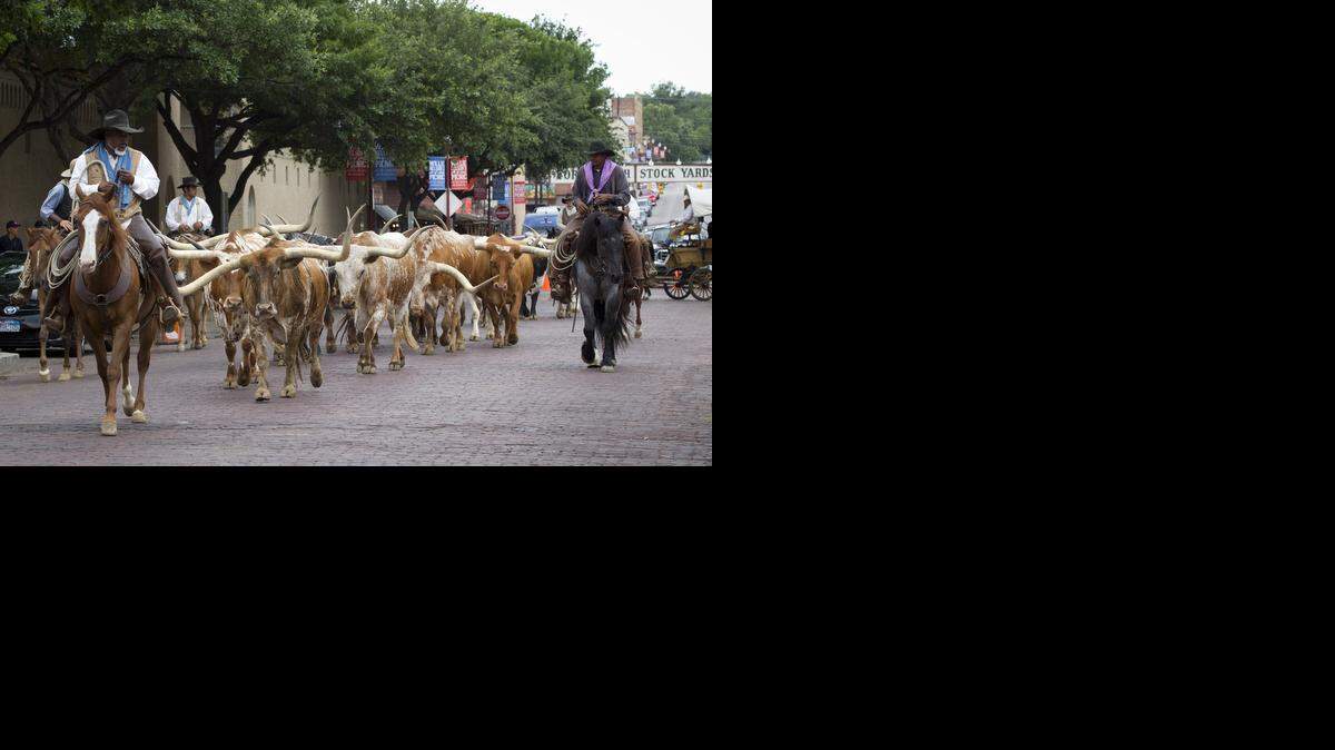 
The Fort Worth Herd ambles through the Stockyards.
