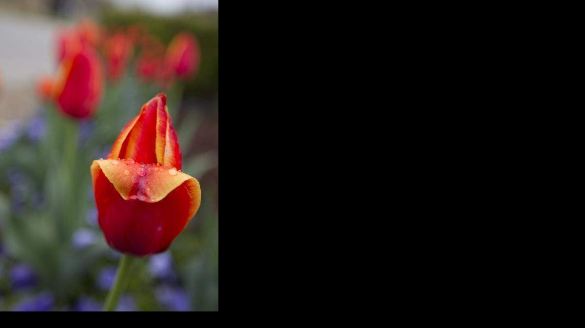 
Blooming tulips got kissed by rain in west Fort Worth on Saturday.
