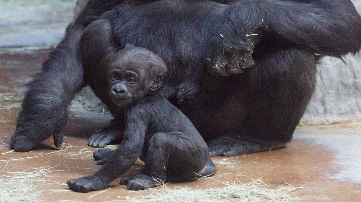New baby gorilla Gus and his mother Gracie were among the top attractions at the Fort Worth Zoo Wednesday.