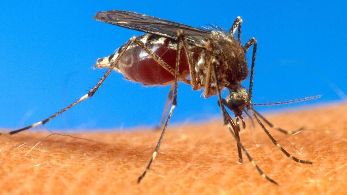 This undated handout file photo provided by the Agriculture Department shows an Aedes aegypti mosquito on human skin.