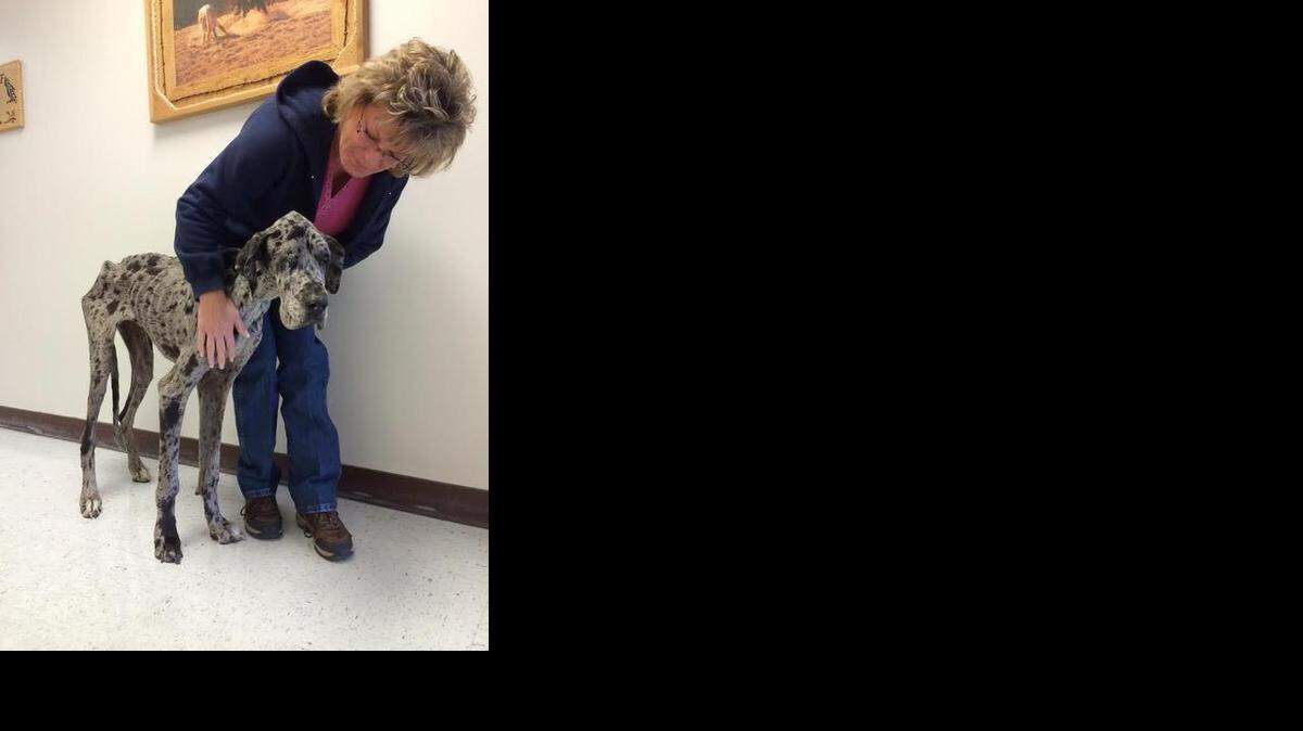 
Grace was found Nov. 25 severely malnourished in Millsap. Parker County Sheriff’s animal control supervisor Karen Kessler pets Grace who weighed just 52 pounds on Nov. 25. No charges have been filed, but an investigation continues.


