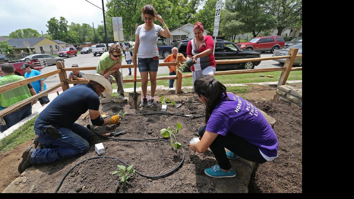 
Volunteers Armando Olivas, Logan LeCompte (with REAL School Gardens), Karen Balderas, standing, Nydia Naranjo and Amy Trejo fill a new bed with plants. Turner Elementary in north Fort Worth got a new school garden in one day thanks to volunteers, FedEx and REAL School Gardens on Friday, May 8, 2015. 
