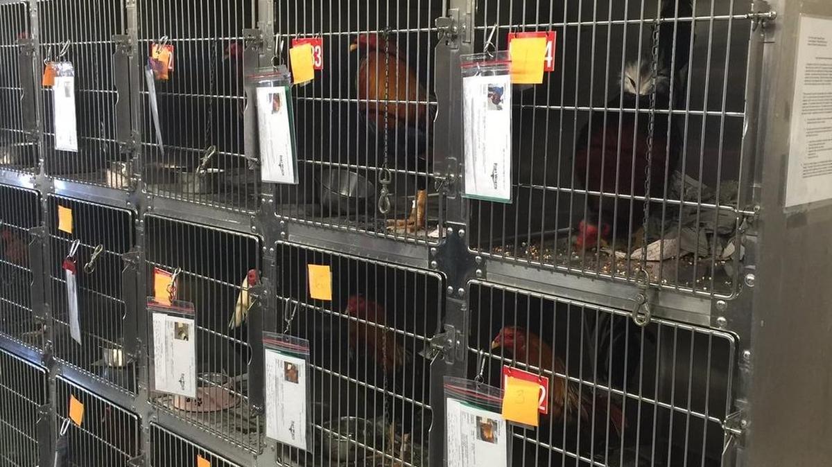 The 39 seized roosters are being kept in individual cages at the animal shelter.