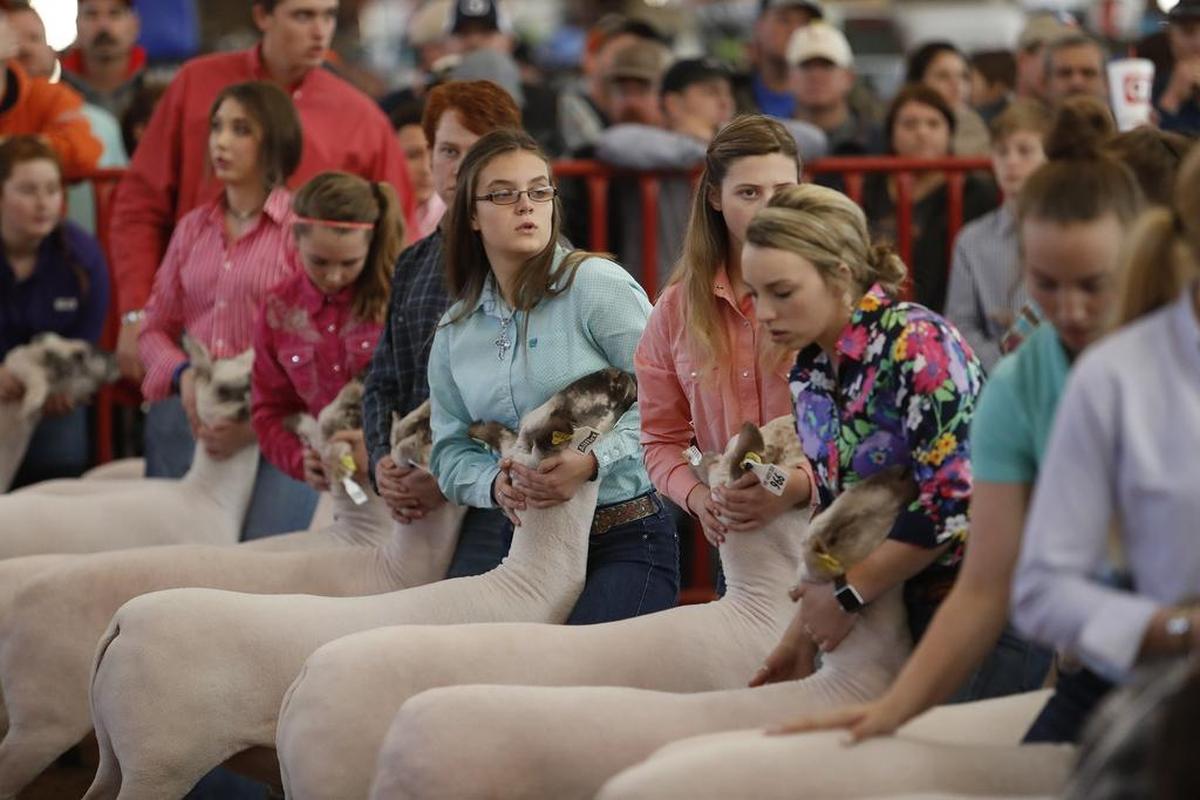 Lambs were on display Saturday at the Fort Worth Stock Show.