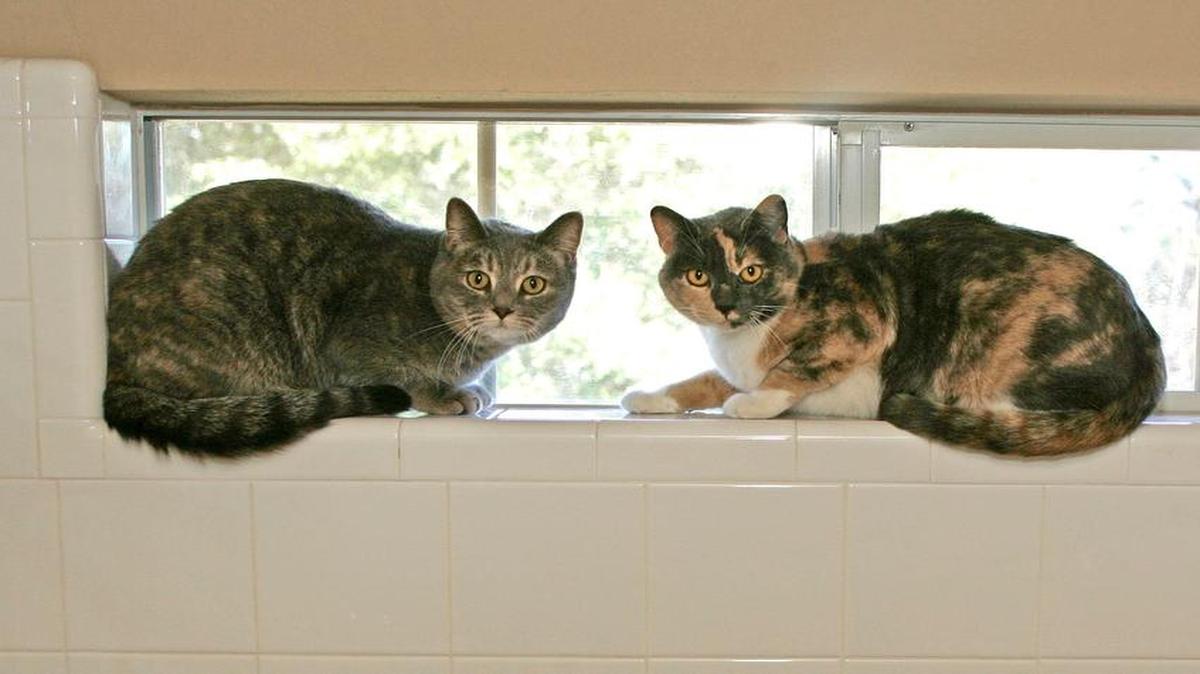 J.M. Smucker Company officials announced on Tuesday a limited voluntary recall on certain lots of 9Lives, EverPet, and Special Kitty canned cat food due to possible low levels of thiamine, which is also known as Vitamin B1.