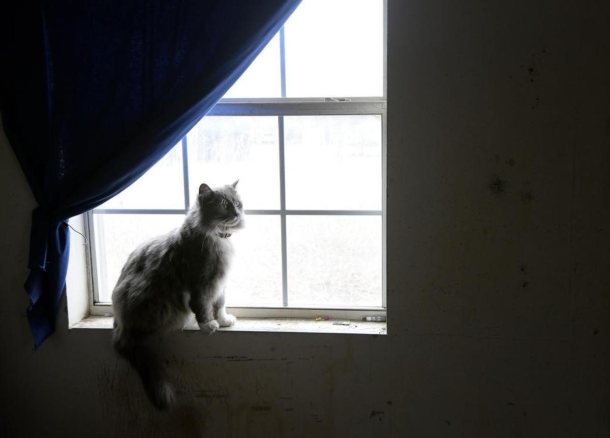 A pet cat is one of the occupants of Judy Rice’s home in Westworth Village.