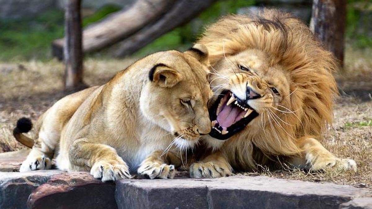 
The lions seemed to enjoy the nice weather on Christmas Day at the Fort Worth Zoo on Dec. 25, 2014.
