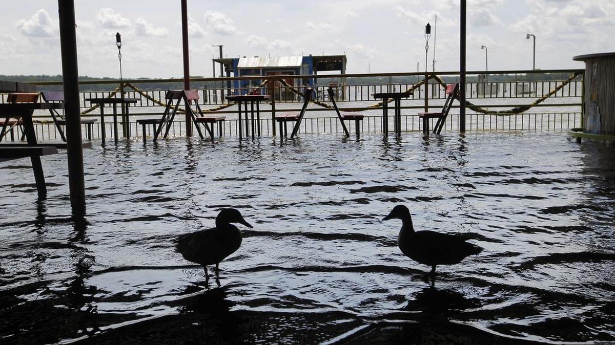 
Ducks take over as the patio at Augie's Sunset Cafe flooded at Eagle Mountain Lake.
