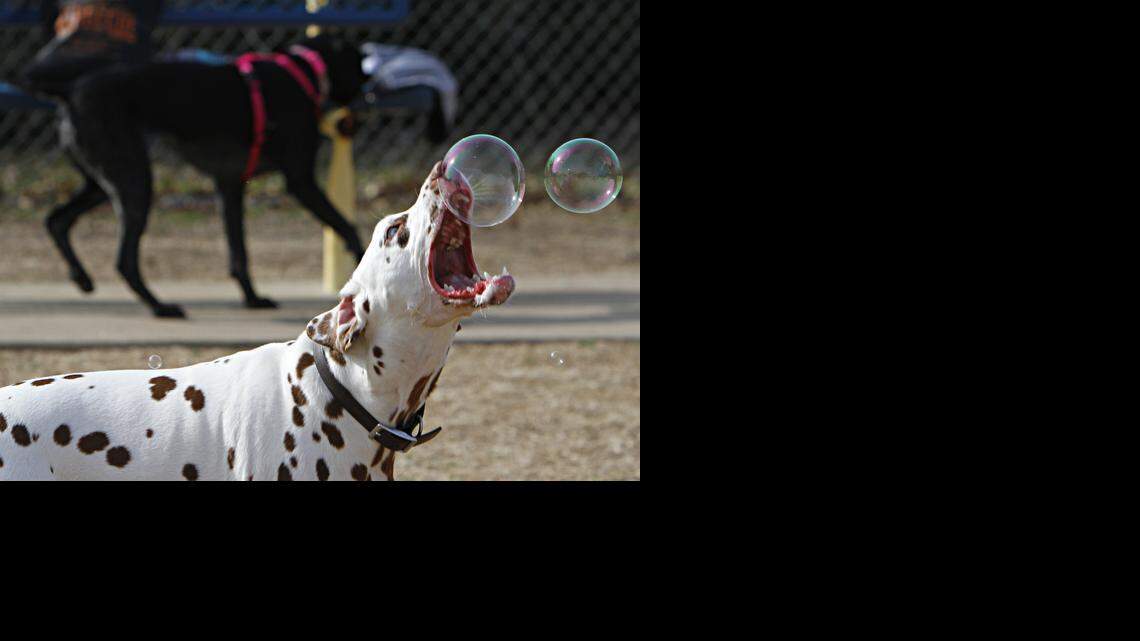 Fort Worth tiene 4 parques para perros para divertirte: Lo que ofrece cada uno