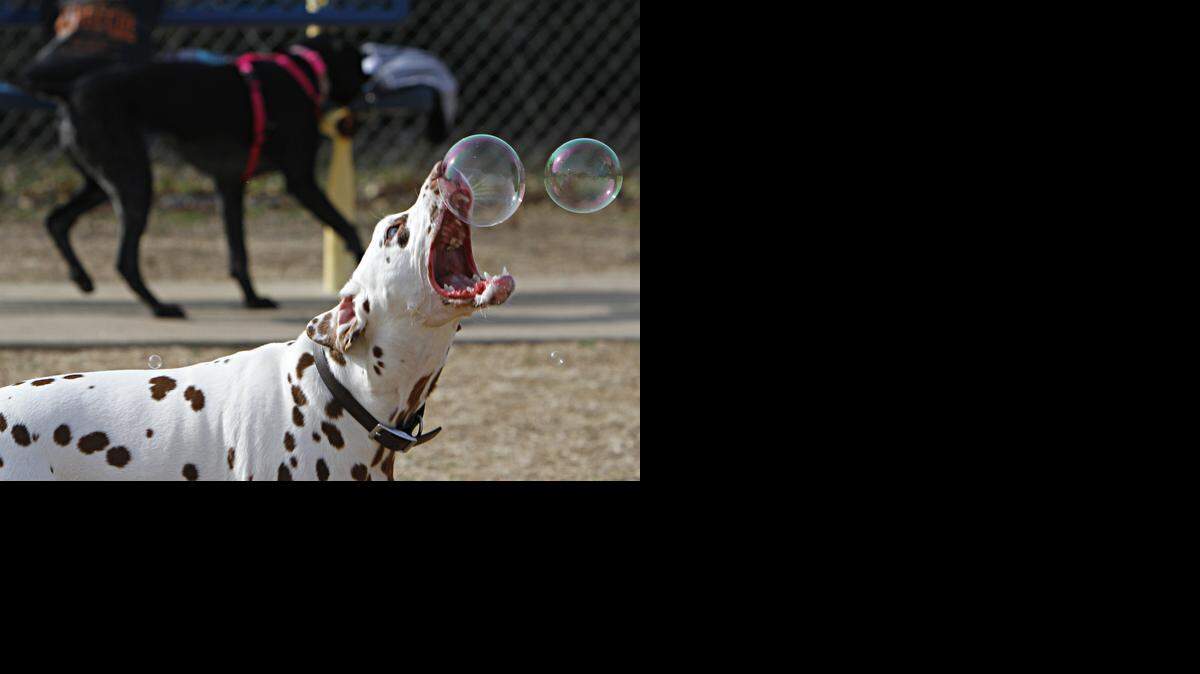 Izzy, un dálmata, atrapa burbujas en el parque para perros Fort Woof, en Gateway Park.
