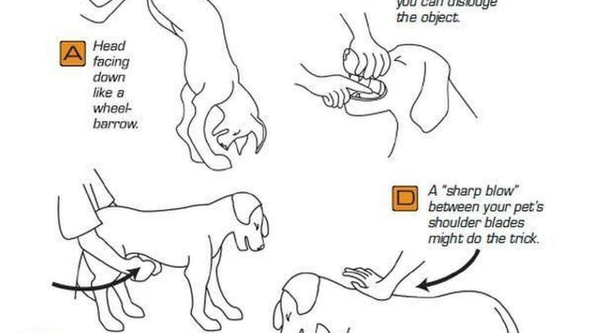 The Dallas Animal Services and Adoption Center’s advice for helping your choking dog.