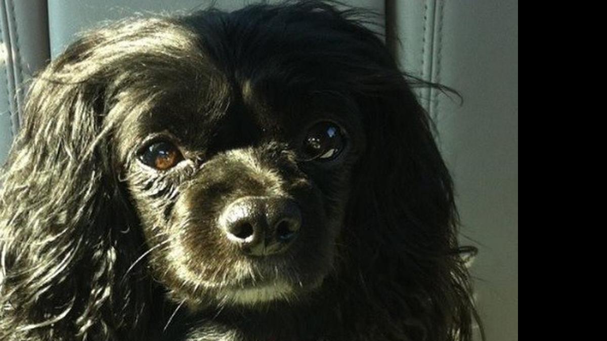 
A 10-year-old boy is accused of killing Cookie on Monday afternoon with a stick in a far north Fort Worth neighborhood. The boy faces a charge of delinquent conduct animal cruelty/torture.
