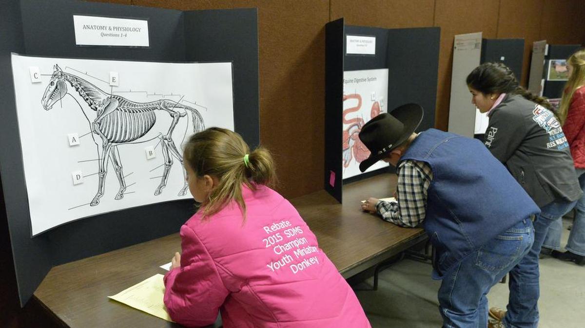 Students work on the identify portion of the Fort Worth Stock Show Equine IQ contest in the Richardson-Bass Building.