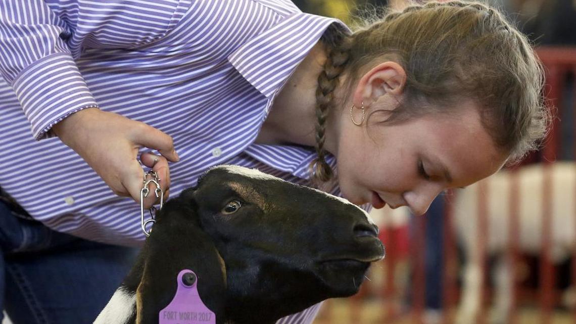 Koda Joy Davis, 12, of Sonora makes adjustments to Peanut during the championship round of Sunday’s Junior Wether Goat Show at the Fort Worth Stock Show.