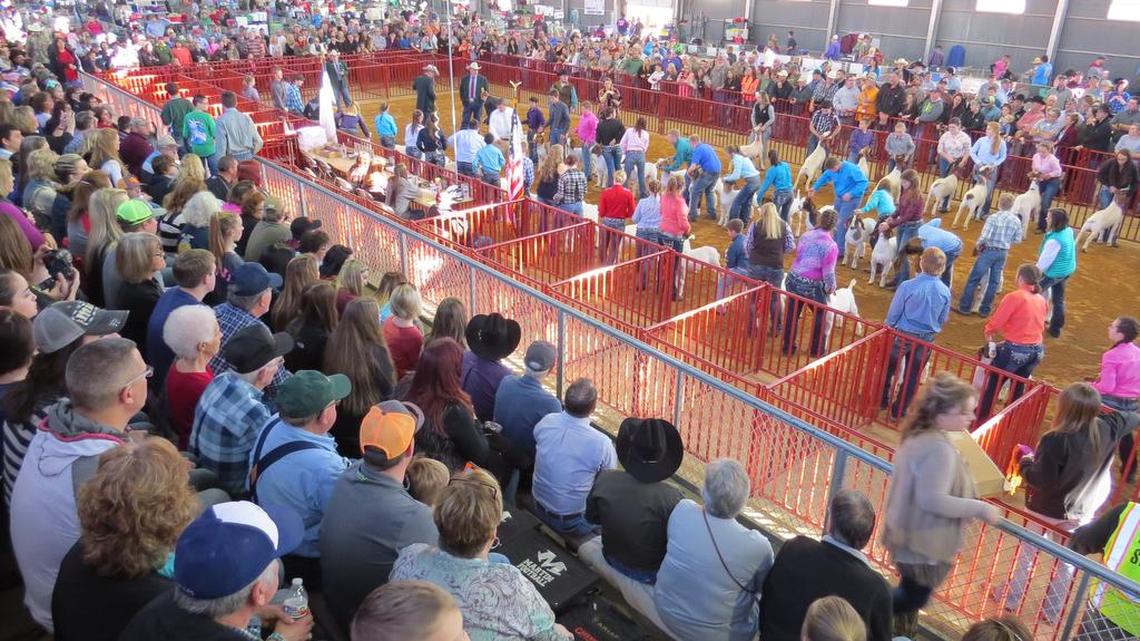 Hundreds of people crowd the bleachers and surround the Swine Barn arena Sunday to watch the junior wether goat show at the Fort Worth Stock Show. Saturday’s attendance broke a record.