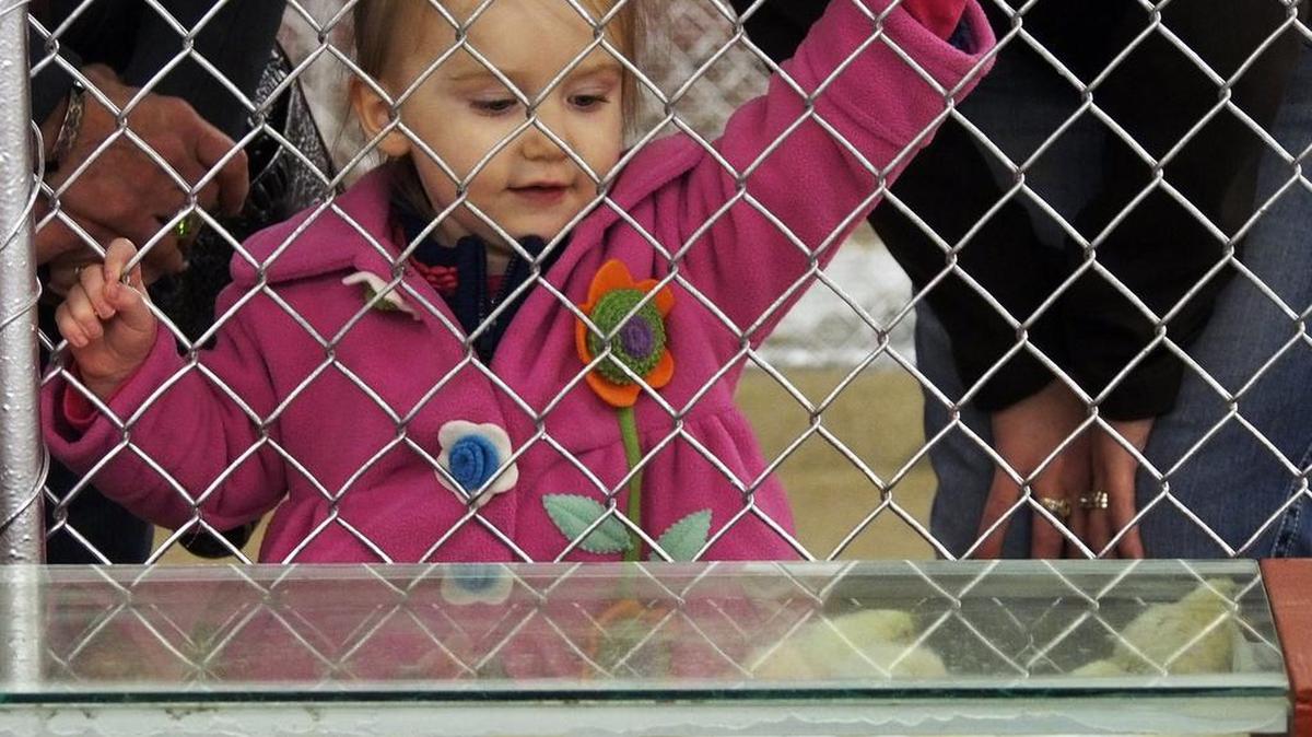 Two-year-old Laynee Campbell of Grandview watches chicks hatch at the Children's Barnyard at the Fort Worth Stock Show.