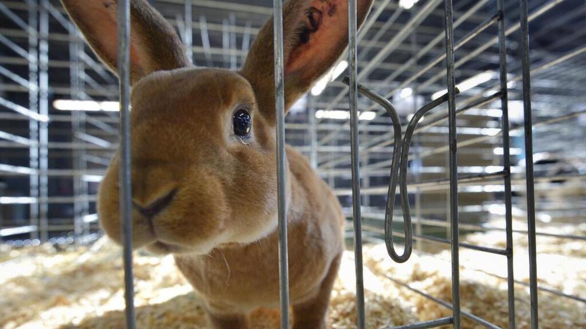 One of Deb Bergs’ Mini Rex entrants in the Rabbit Show at the Stock Show in Fort Worth.