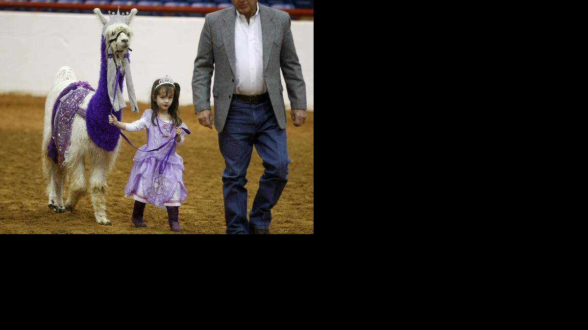 
Emily Carter, 4, of Springfield, Missouri, competes in the costume contest at the llama show at Justin Arena during the Fort Worth Stock Show on Thursday.
