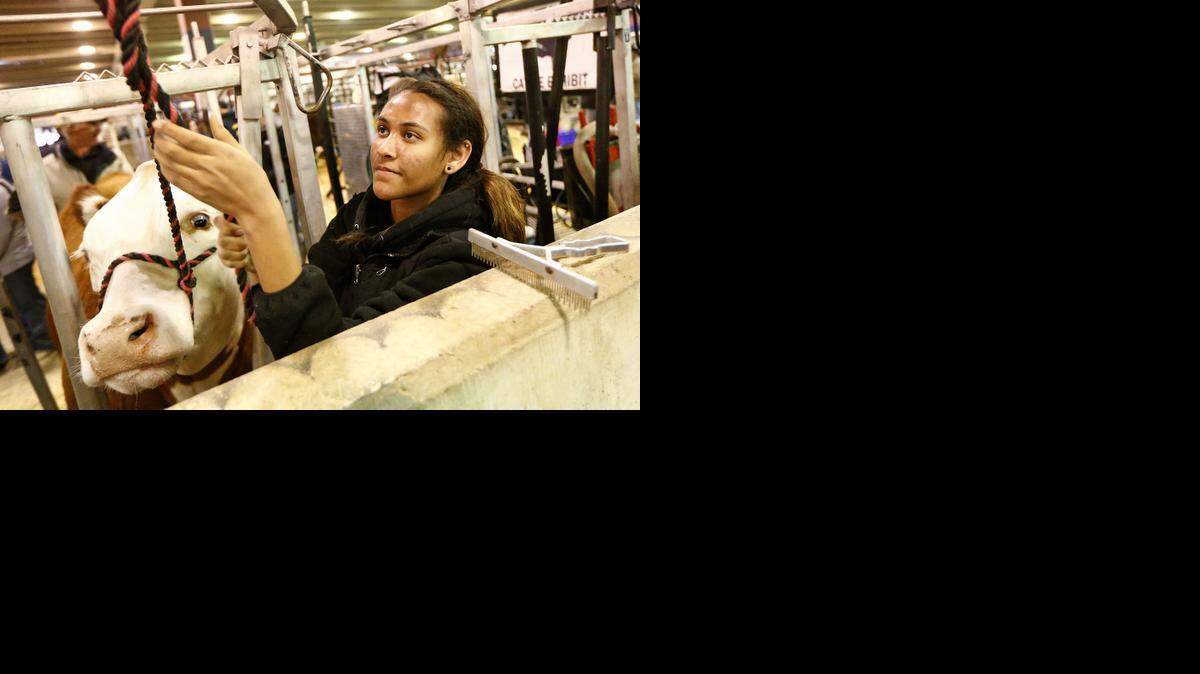 
Decatur FFA student Maggie Downe, 16, works with her heavyweight polled Hereford at the Fort Worth Stock Show Thursday. 
