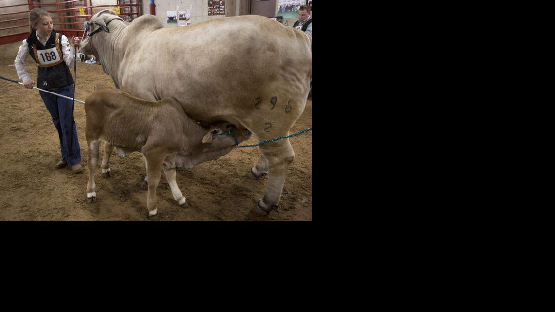 
Erin Cullers of Heritage Cattle Co. in Hungerford waits with Lady H Alexis Manso and her bull calf Tuesday for her official portrait after being named grand champion Brahman heifer at the Fort Worth Stock Show.
