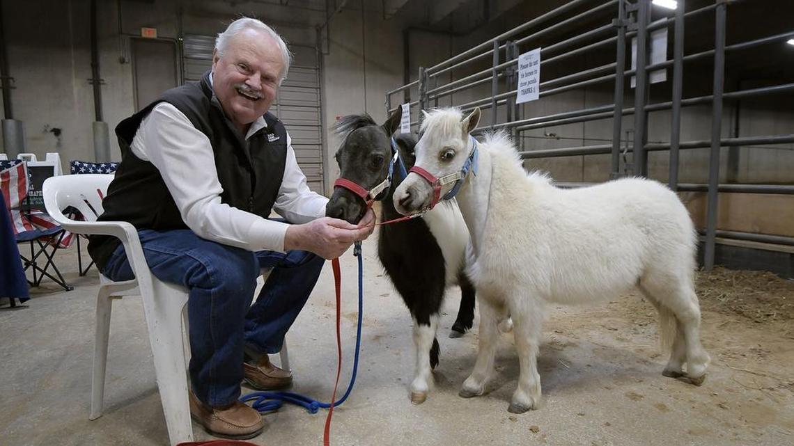 Tony Greaves with his miniature horses Stretcher and Looky Looky at the Stock Show Thursday.