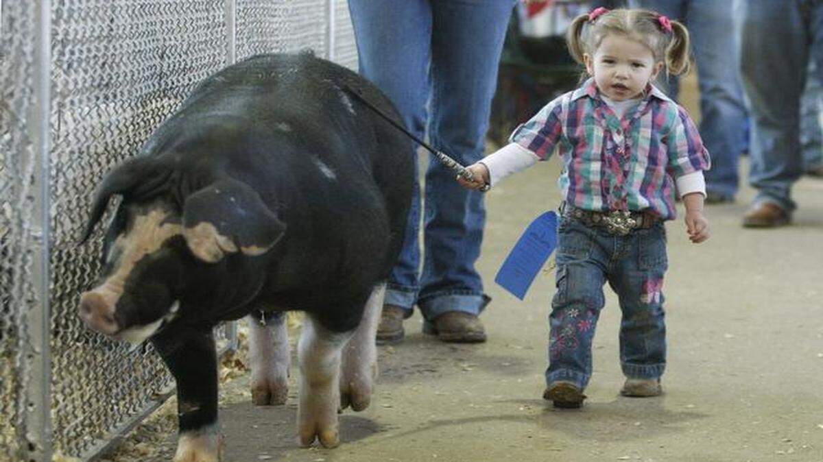 
Aspen Geter, 22 months, of Hico walks Good Luck Charlie, her first place entry, back to the pen after competing in a junior swine category on Jan. 24, 2011.
