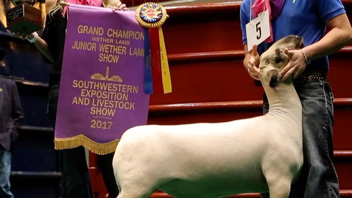 Trey Bates sold his grand champion lamb for $40,000 Saturday at the Sale of Champions at the Fort Worth Stock Show.