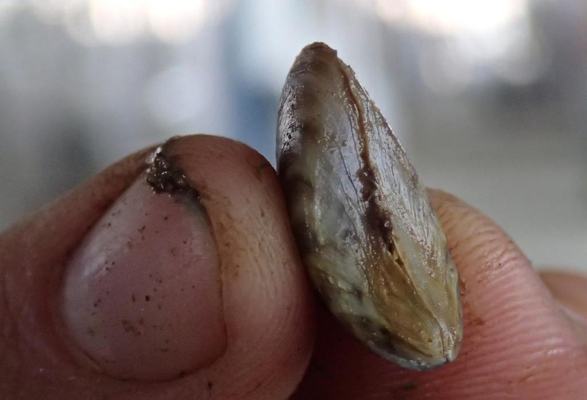 Tom Hungerford, a fisheries biologist for Texas Parks and Wildlife, holds a zebra mussel he found last year in Eagle Mountain Lake.